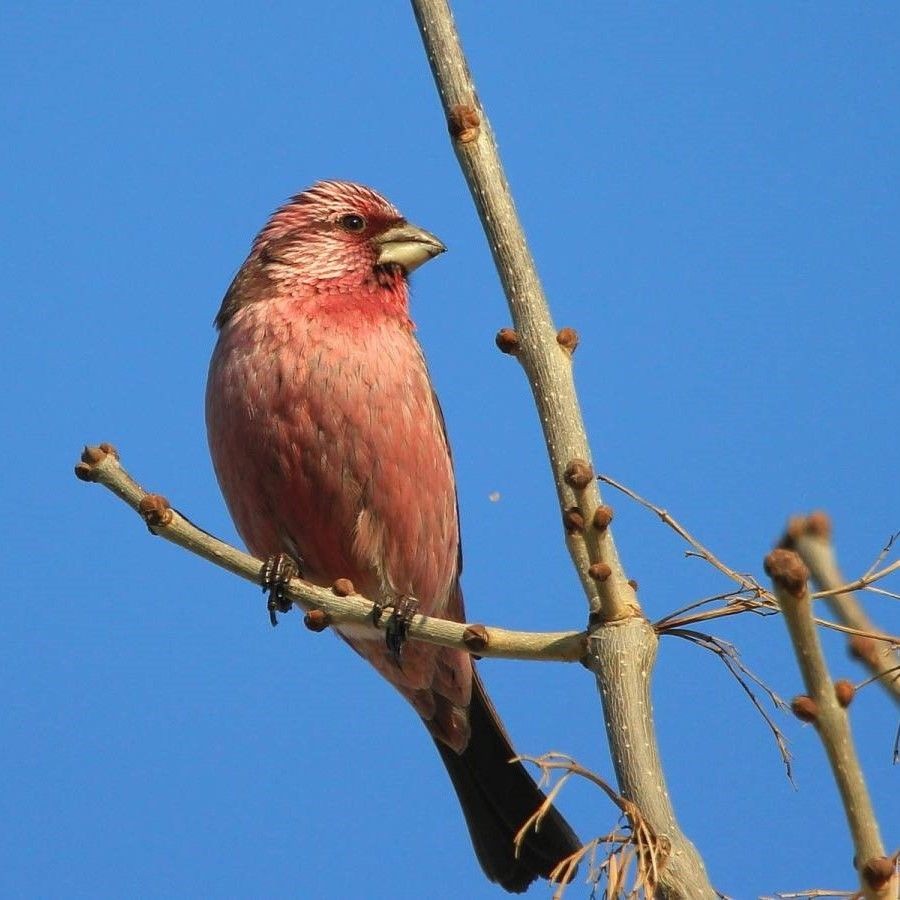 A rosy finch bird perched on a tree branch against a clear blue sky background.